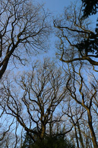 treesleighwoods.jpg